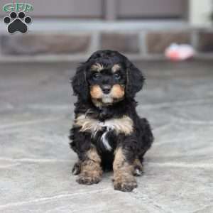 Dax (F1 B), Cavapoo Puppy